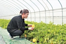 선명한 노란빛과 아삭하고 달콤한 맛으로 농가소득 쑥쑥