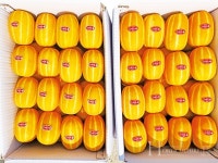 선명한 노란빛과 아삭하고 달콤한 맛으로 농가소득 쑥쑥