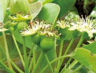 배 출하를 준비하는 적과기술