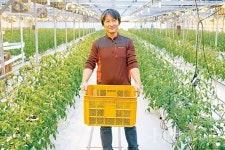 퇴촌의 자존심 토마토를 말하다