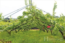 우리 신품종 배의 우수성  널리 전하고 싶어요