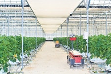 민통선 지역의 청정한 자연에서 자란 파프리카