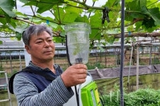 포도 무핵과 처리 전동분무기 개발…노동력 30%↓