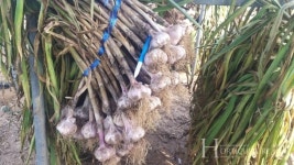 파주시, 국내육성 마늘 새소득작목 기대