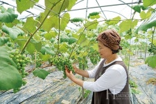 두부처럼 부드럽게 오감을 만족시키는 꽃마루농원