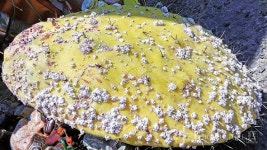 친체로가 간직한 잉카의 직조공예와 천연염색