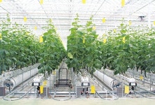 첨단 시설에서 키운 신선 농산물로 건강을 선사하다