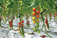 첨단 시설에서 키운 신선 농산물로 건강을 선사하다