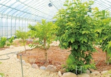 새로운 품종의 구아바를 탄생시킨 선구자