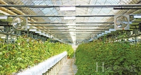 마음에 위안 주는 장미로 일상을 아름답게 물들이다