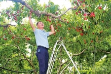 백도의 달콤함과 하얀 속살 가진 신비복숭아