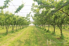 고품질 신화 배로 승부하다