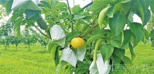 고품질 신화 배로 승부하다