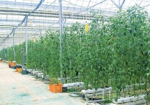 식탁 위의 신선함 채우는 친환경 농산물