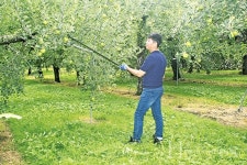 무퇴비·무비료로 재배한 상큼한 아오리 사과