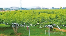 유망한 국산 신품종 배 보급에  기여하고 싶어요