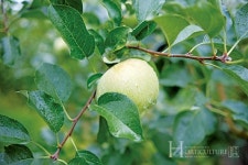 안정적 생산 가능한 부사로 농가 경쟁력 높이다