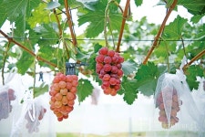 샤인머스캣의 국산화, 신품종 포도 골드스위트·루비스위트