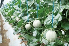 맛이 뛰어난 고창 멜론 해외에서도 인기