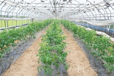 내병계 계통 토마토 품종 선택은 필수