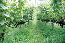 자연 친화적인 방식으로  품질 좋은 와인 생산해요