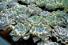 젊은 학생들과 노하우 공유하며 상생하는  한농대 우수 장기현장실습장