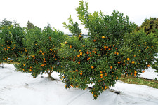 국내 육종 감귤 신품종으로 승부보는