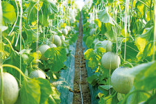 겨울멜론, 나주 세지멜론이 책임집니다!