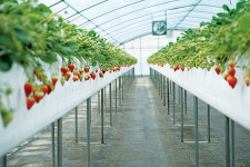 논산 딸기의 새로운 대세, 비타베리