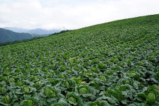 2022년 배추 농사를 전망하다