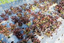 35년 친환경 재배, 균 잡는 게 관건