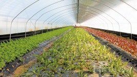 35년 친환경 재배, 균 잡는 게 관건