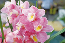 우리땅에서 키운 굳건한 심비디움, 러블리킹