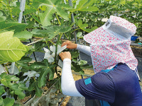무화과·고구마 주요 재배지 영암… 신소득작물 개발 최선