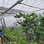 화순에서 생산되는 고산지대의 최고급 커피 아라비카