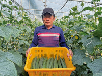 저온기에서도 다수확하는 취청오이 낙안