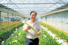 수입품종을 밀어낸 국산 거베라의 힘!