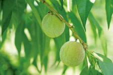 지마크 인증, 건강한 복숭아를 위한 고객과의 약속