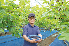 비가림 시설로 상품성 높은 오디 재배