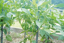 안나농원에서 행복을 두 배로 가져가세요