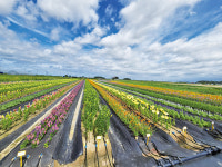 새만금 간척지 활용 경관 화훼 연구 시작