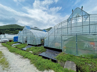 입체식 재배… 백향과로 연 매출 1억 목표