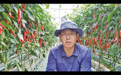 양액 및 일자재배법으로 키우는 고추… 수확량 30% 늘어