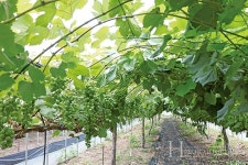 국내 기후에 완전히 적응되고 와인의 품질까지 좋은 양조용 포도 청수