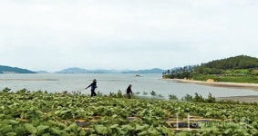 해수농법 통한 친환경 고구마 전도사