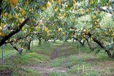 장호원 복숭아농사 25년, 철호네농원