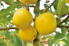 아삭아삭한 맛이 일품, 장성군 황금 사과