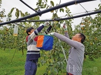 부자(父子)가 부자(富者)를 꿈꾸며 키운 단감