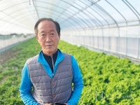 건강과 친환경 보장하는 신선한 유기농 쌈채