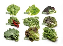 건강과 친환경 보장하는 신선한 유기농 쌈채